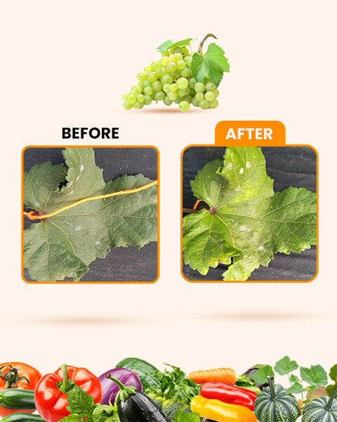 FUNGO RAZE (Bio Fungicide) – For Effective Fungal Disease Control