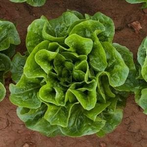 TIBERIUS RZ (41-27) COX LETTUCE