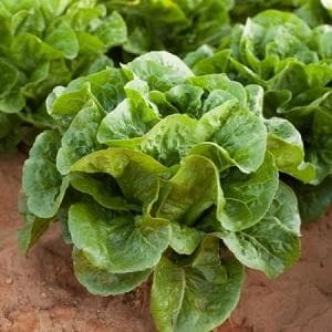 TIBERIUS RZ (41-27) COX LETTUCE