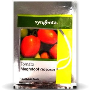 TO-2048 (MEGHDOOT) TOMATO