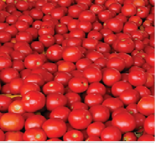 TO-3150 TOMATO