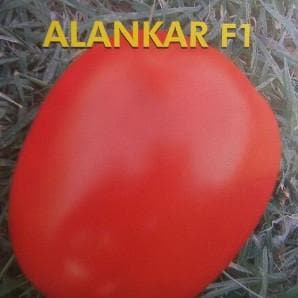 ALANKAR TOMATO F1 (अलंकार टमाटर) - SEEDS