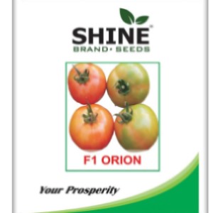 SHINE ORION F1 HYBRID TOMATO SEEDS