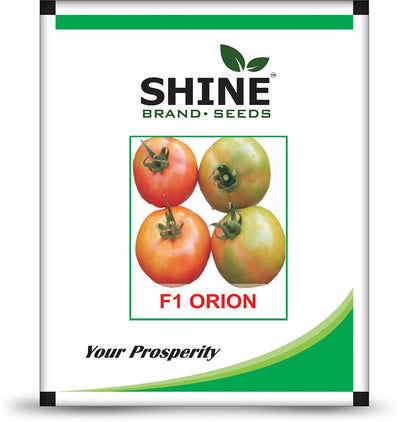 SHINE ORION F1 HYBRID TOMATO SEEDS