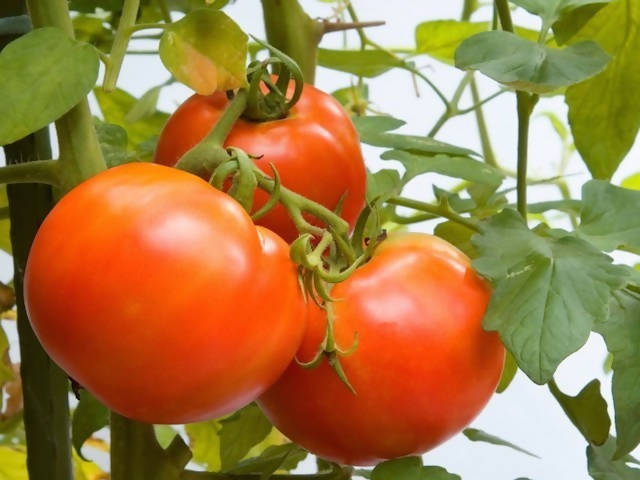 SHINE ORION F1 HYBRID TOMATO SEEDS