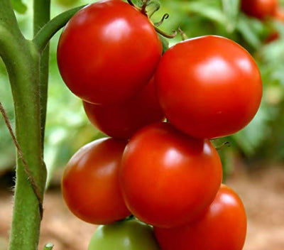 INDUS TOMATO 106 F1 HYBRID SEEDS