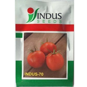 INDUS TOMATO 70 F1 HYBRID SEEDS