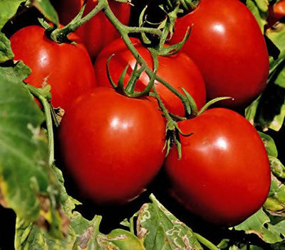 INDUS TOMATO 70 F1 HYBRID SEEDS