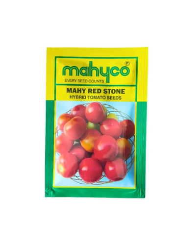 TOMATO NO. 2703 (MAHY RED STONE)