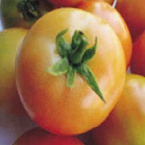 ROCKY TOMATO ( रोकी टमाटर )