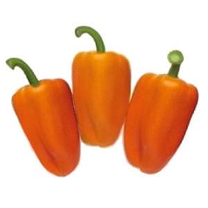 TRIORA RZ F1 (35-903) ORANGE CAPSICUM