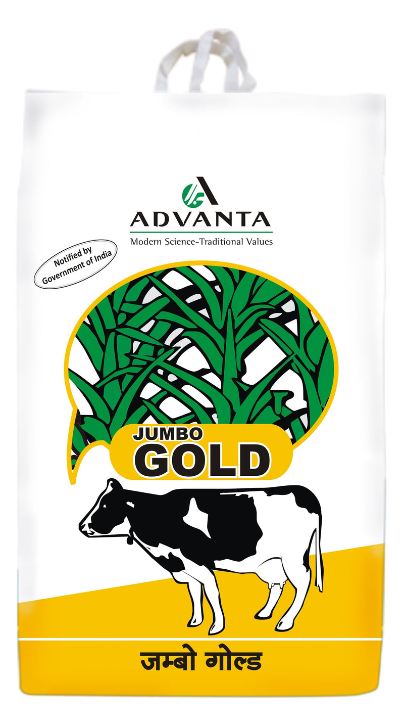 JUMBO GOLD FORAGE SEEDS