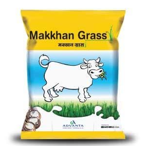 MAKKHAN GRASS - FORAGE ( मक्खन ग्रास फ़ोरेज)