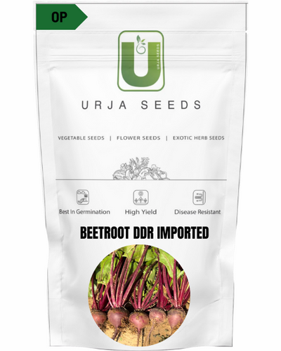 URJA BEETROOT DDR (IMPORTED)