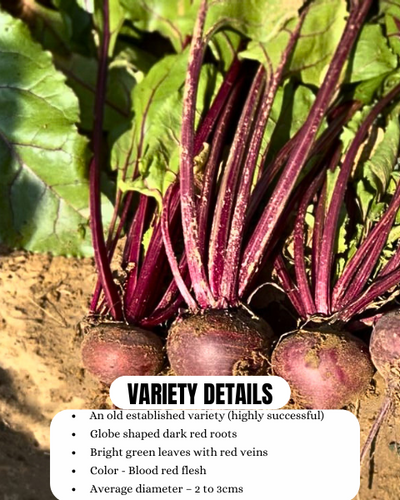 URJA BEETROOT DDR (IMPORTED)