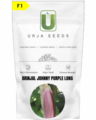 URJA BRINJAL F1 JOHNNY