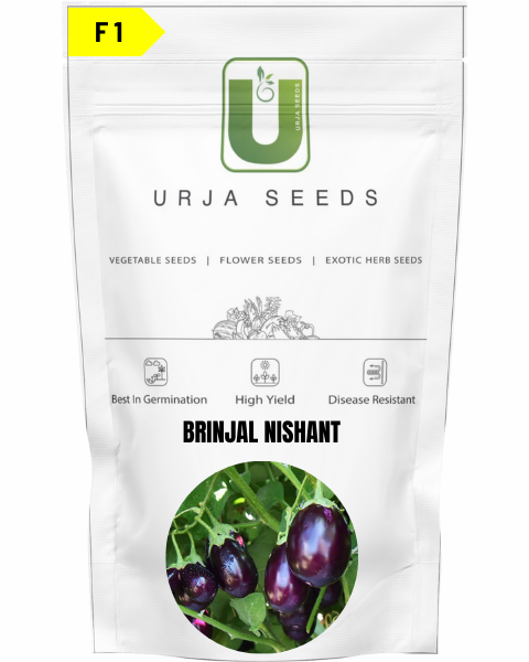 URJA BRINJAL F1 NISHANT