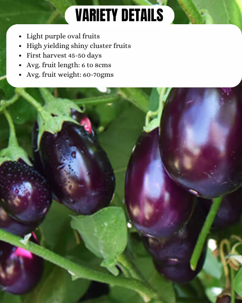 URJA BRINJAL F1 NISHANT