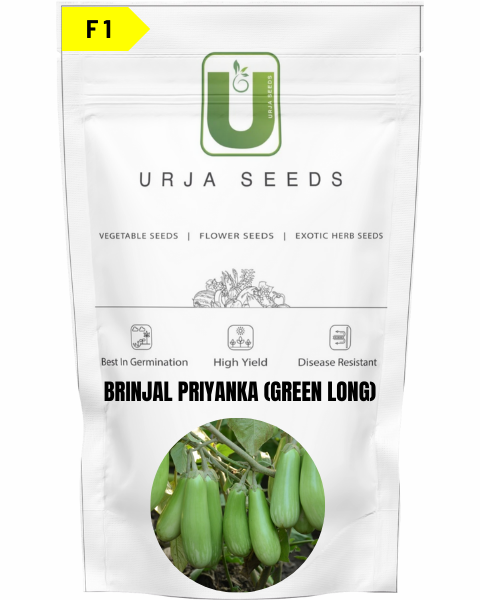 URJA BRINJAL F1 PRIYANKA (GREEN LONG)