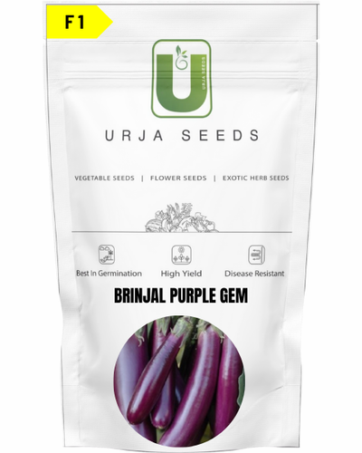 URJA BRINJAL F1 PURPLE GEM