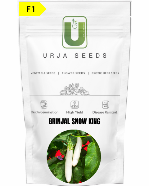 URJA BRINJAL F1 SNOW KING