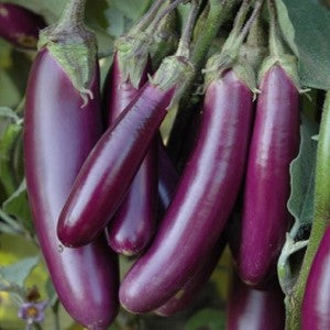 URJA BRINJAL PPL SEEDS