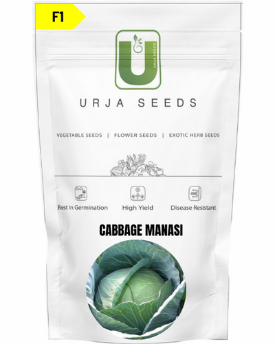 URJA CABBAGE F1 MANASI (FLAT ROUND)