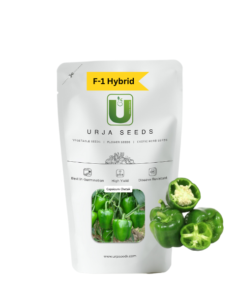 URJA CAPSICUM F-1 HYBRID CHETAK