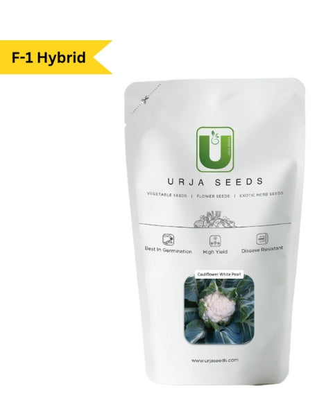 URJA CAULIFLOWER F-1 HYBRID WHITE PEARL