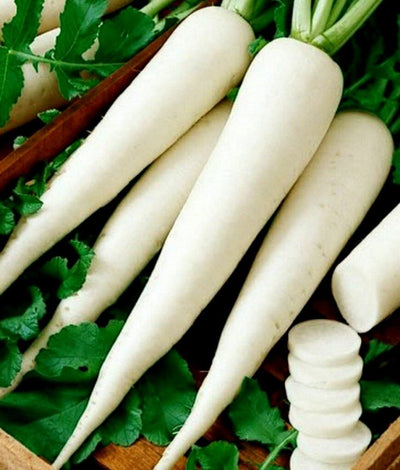 URJA CHETKI LONG RADISH SEEDS