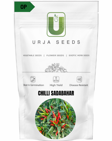 URJA CHILLI SADABHAR