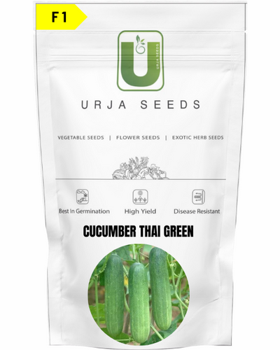 URJA CUCUMBER F1 THAI GREEN