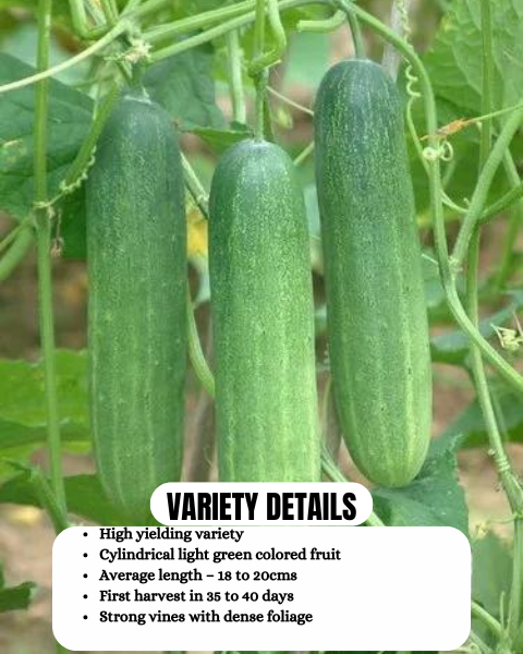 URJA CUCUMBER F1 THAI GREEN