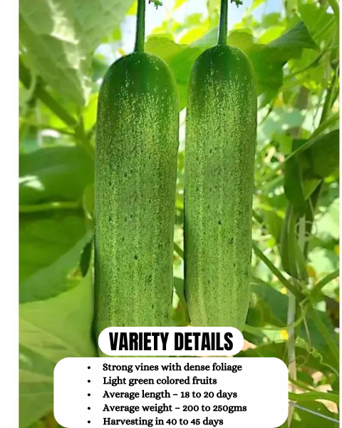 URJA CUCUMBER F1 TITAN