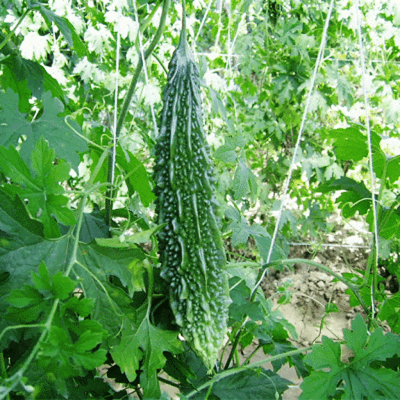 URJA F-1 HYBRID BITTER GOURD SEEDS (PURE GREEN PLUS)