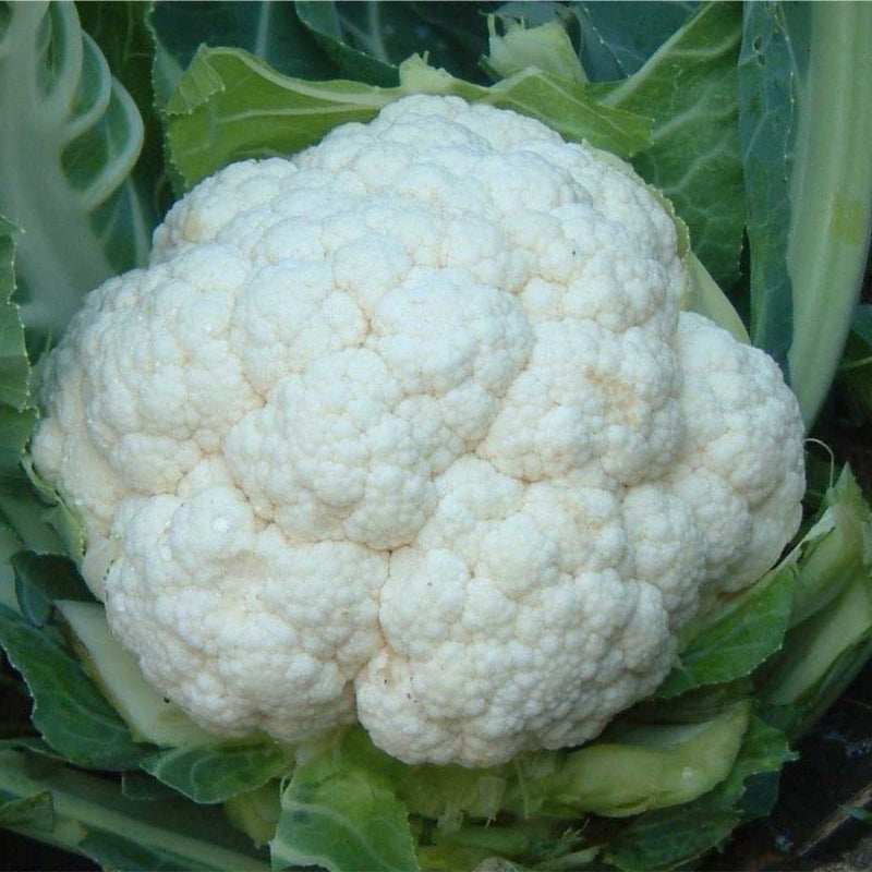 URJA JYOTIKA-II CAULIFLOWER SEEDS