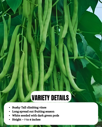 URJA POLE BEANS US-123