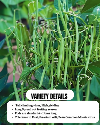 URJA POLE BEANS US-125