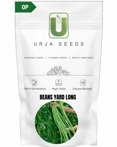 URJA POLE BEANS YARD LONG