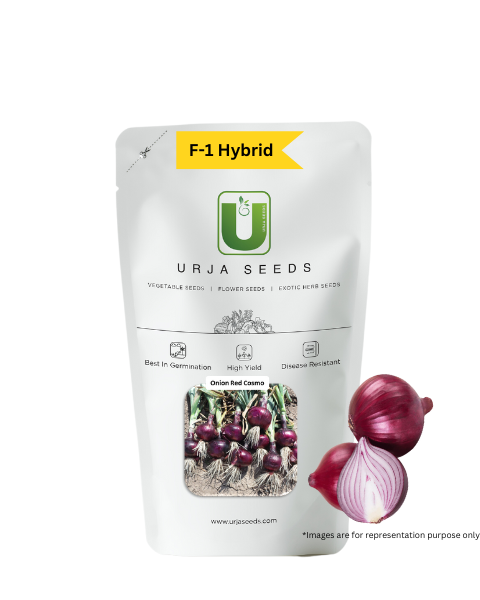 URJA RED COSMO ONION SEEDS