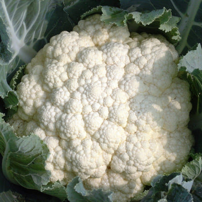 URJA SUMMIT - CAULIFLOWER F-1 HYBRID SEEDS