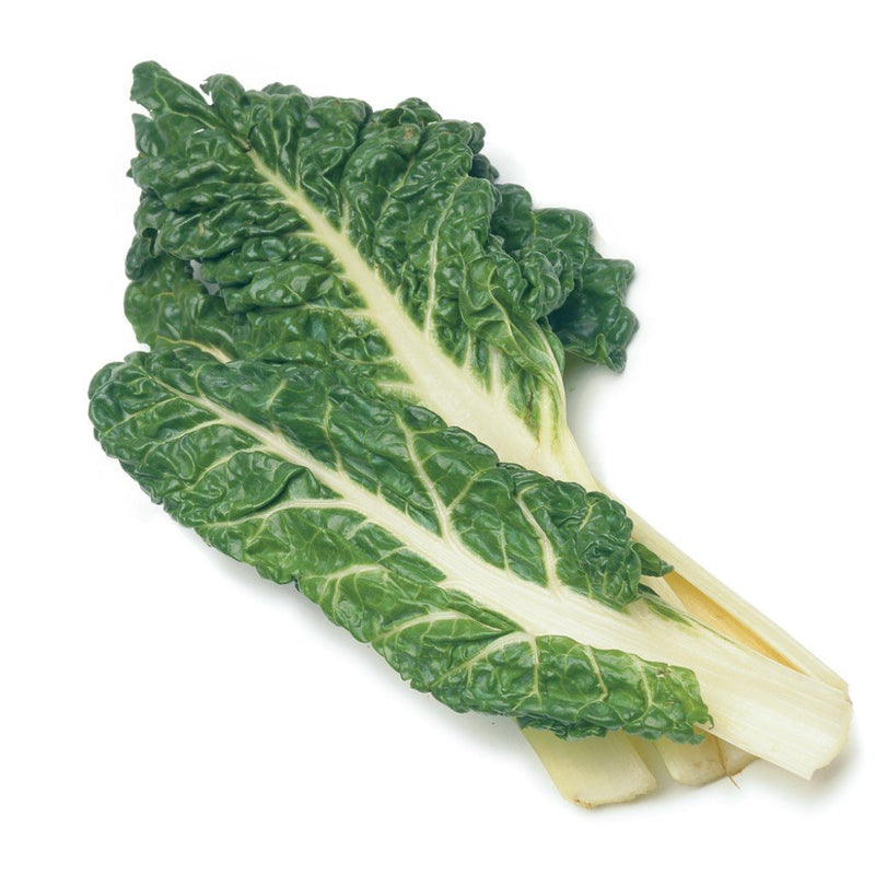 URJA SUPER GREEN (IND.) SWISS CHARD SEEDS