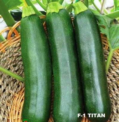 URJA TITAN ZUCCHINI F-1 HYBRID SEEDS