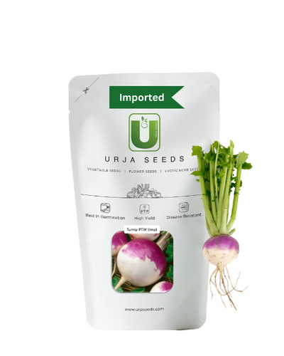 URJA TURNIP PURPLE TOP WHITE SEEDS