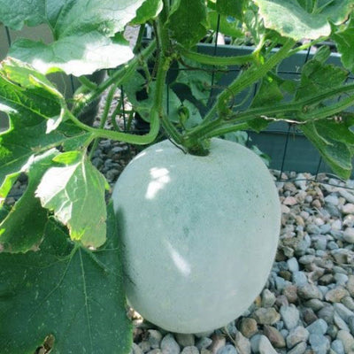 URJA US-102 - ASH GOURD F-1 HYBRID