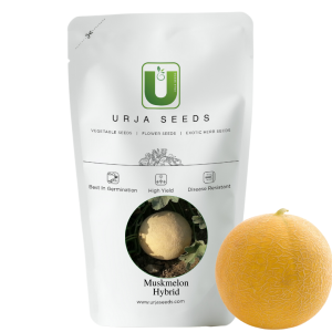 URJA US-111 - MUSKMELON SEEDS