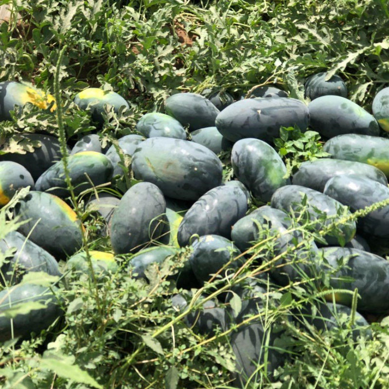 URJA US-20011 - WATERMELON F-1 HYBRID SEEDS (ICEBOX IMPORTED)