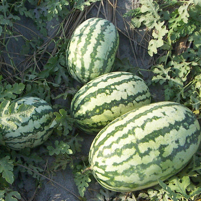 URJA US-777 - WATERMELON F-1 HYBRID SEEDS (INDIAN AND STRIPPED)