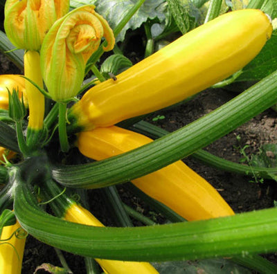 URJA YELLOW HYBRID - ZUCCHINI F-1 HYBRID SEEDS