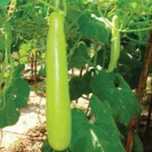 US 112 BOTTLE GOURD ( यू एस 112 लौकी )